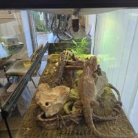 Pogona avec terraruim 90x 45x 45