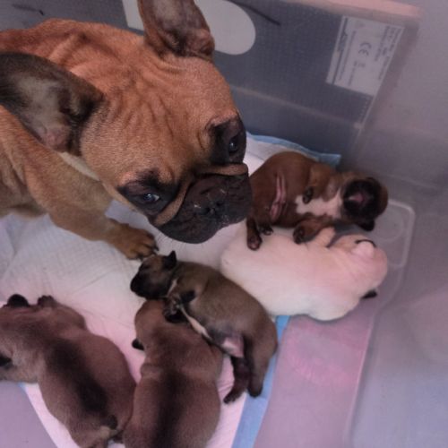 Magnifique bouledogue francais