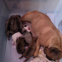 Magnifique bouledogue francais #2