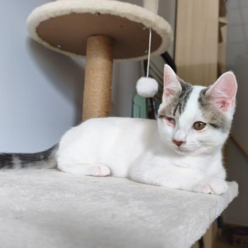 Paolo, adorable chaton à l'adoption #1