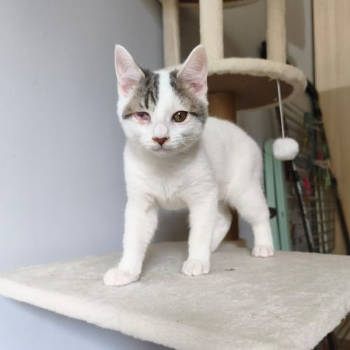 Paolo, adorable chaton à l'adoption #2
