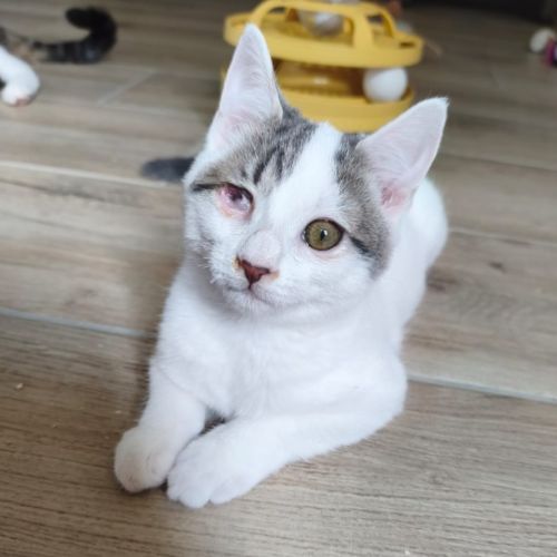 Paolo, adorable chaton à l'adoption