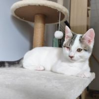 Paolo, adorable chaton à l'adoption #1