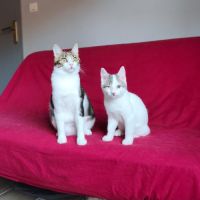 Paolo, adorable chaton à l'adoption #5