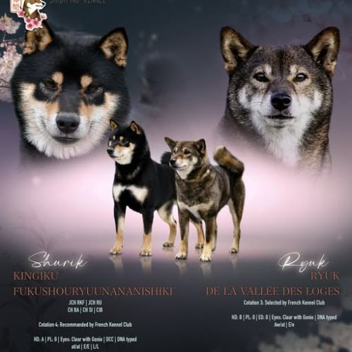 Mâle shiba inu lof sésame noir #1