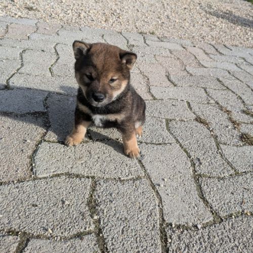 Mâle shiba inu lof sésame noir #2
