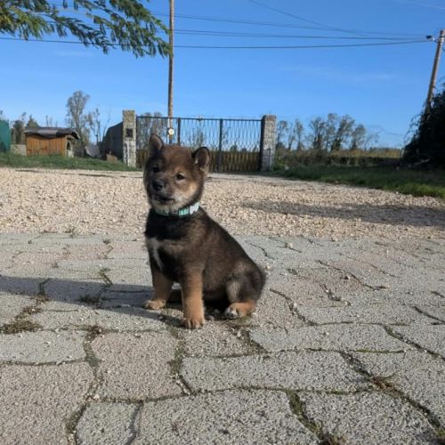 Mâle shiba inu lof sésame noir #0