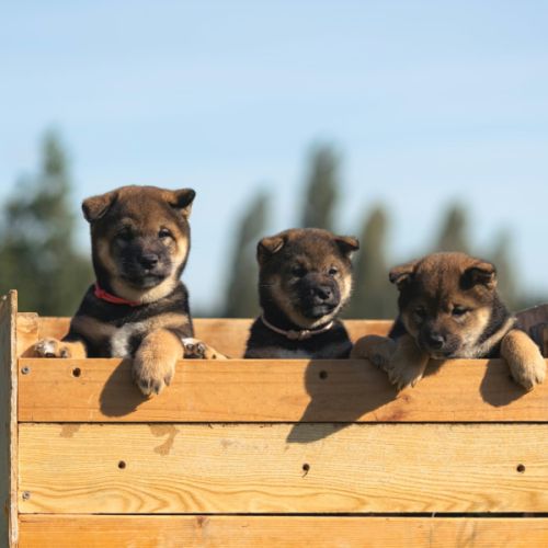 Mâle shiba inu lof sésame noir #4