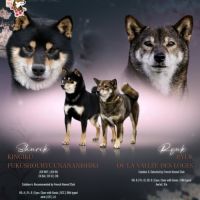 Mâle shiba inu lof sésame noir #1