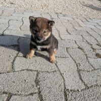 Mâle shiba inu lof sésame noir #2