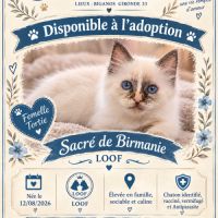 Chaton sacré de birmanie femelle tortie loof