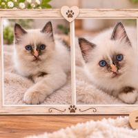 Chaton sacré de birmanie femelle tortie loof #2