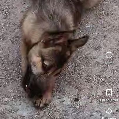 Yamal- chiot de 10 mois très intelligent #2