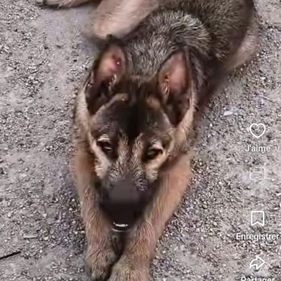 Yamal- chiot de 10 mois très intelligent #3