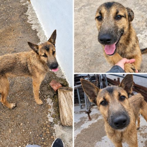 Yamal- chiot de 10 mois très intelligent #6