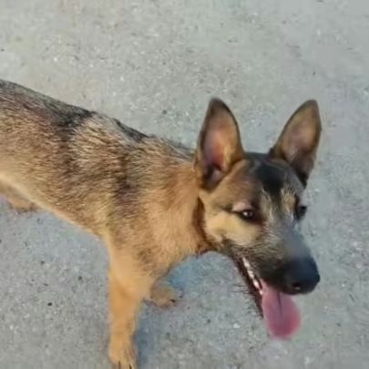 Yamal- chiot de 10 mois très intelligent #8