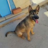 Yamal- chiot de 10 mois très intelligent