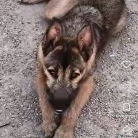 Yamal- chiot de 10 mois très intelligent #3