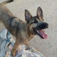 Yamal- chiot de 10 mois très intelligent #4