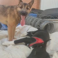 Yamal- chiot de 10 mois très intelligent #5
