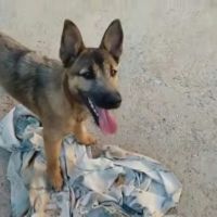 Yamal- chiot de 10 mois très intelligent #7