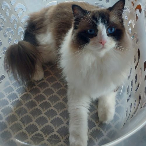 Ragdoll femelle adulte