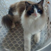 Ragdoll femelle adulte #0