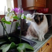Ragdoll femelle adulte #2
