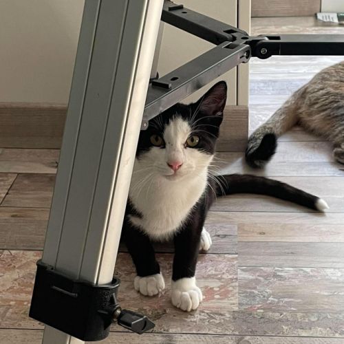 Flash & filou, adorable duo à l'adoption #1