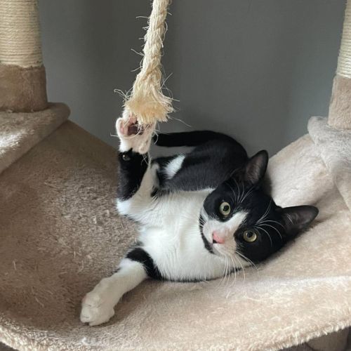 Flash & filou, adorable duo à l'adoption #2