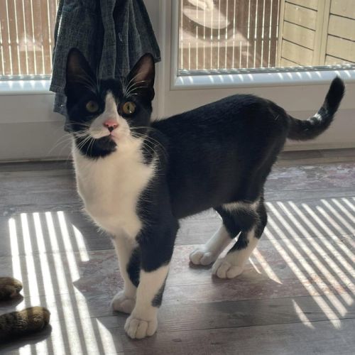 Flash & filou, adorable duo à l'adoption #5
