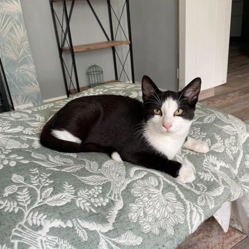 Flash & filou, adorable duo à l'adoption #8