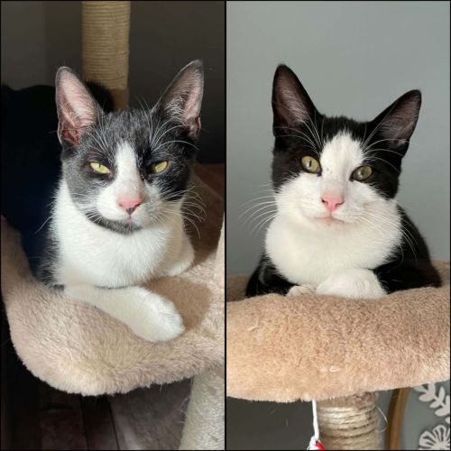Flash & filou, adorable duo à l'adoption