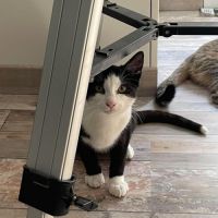 Flash & filou, adorable duo à l'adoption #1