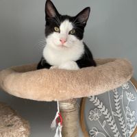 Flash & filou, adorable duo à l'adoption #3