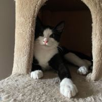 Flash & filou, adorable duo à l'adoption #4