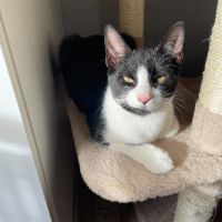 Flash & filou, adorable duo à l'adoption #6