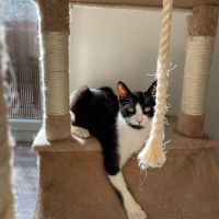Flash & filou, adorable duo à l'adoption #7
