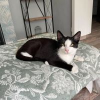 Flash & filou, adorable duo à l'adoption #8