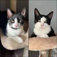 Flash & filou, adorable duo à l'adoption #0