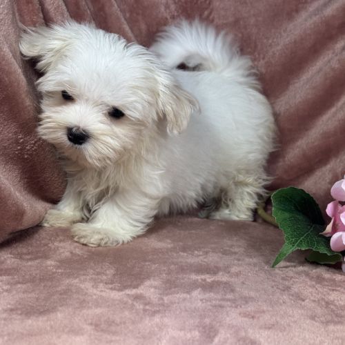 Belle, femelle bichon maltais naine lof #1