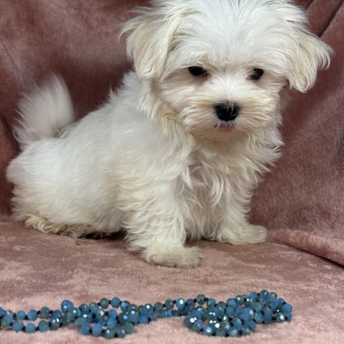 Belle, femelle bichon maltais naine lof #2