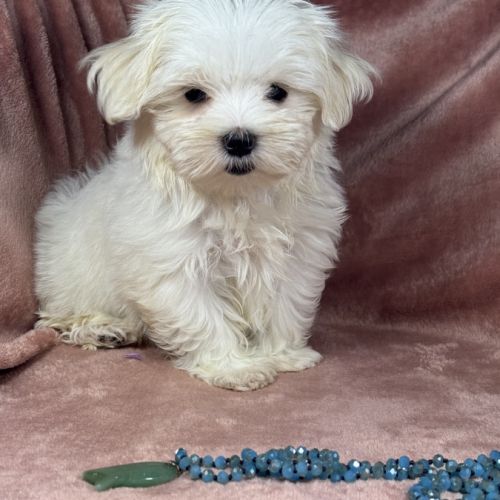 Belle, femelle bichon maltais naine lof #3