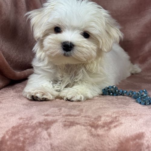 Belle, femelle bichon maltais naine lof