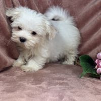 Belle, femelle bichon maltais naine lof #1