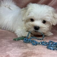 Belle, femelle bichon maltais naine lof #4
