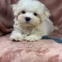 Belle, femelle bichon maltais naine lof #0