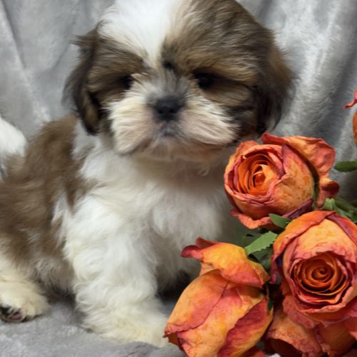 Biscuit, mâle type shih tzu petit modèle