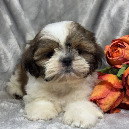 Biscuit, mâle type shih tzu petit modèle #4