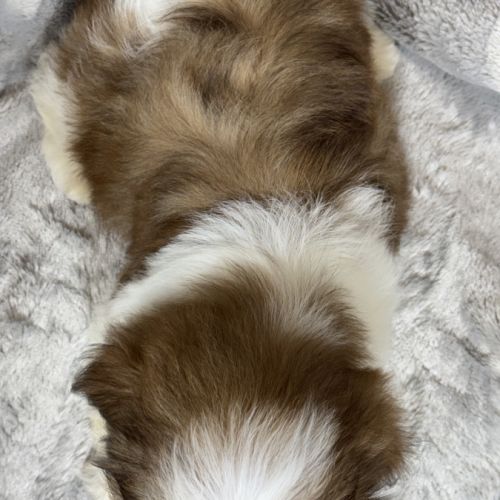 Biscuit, mâle type shih tzu petit modèle #5